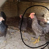 مرغ عربی اصیل