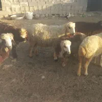 بره نر و ماده میش و بز چاق