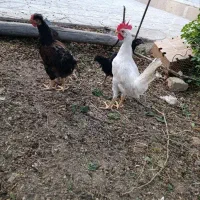 مرغ وخروس