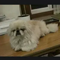 سگ پیکینیز