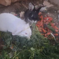 خرگوش دو نر وماده ۶۰۰تومان