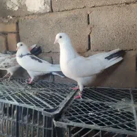 کفتر پرشی به زمانت