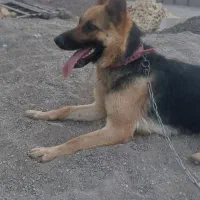 سگ ژرمن ماده