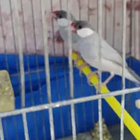 نرگسی