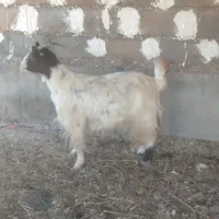 فروش 4تا چپش ماده