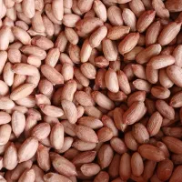 بذر بادام زمینی و انواع کود