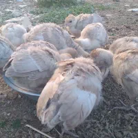 بوقلمون بوربون همراه جوجه وبوقلمون نر