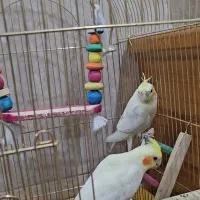 عروس هلندی