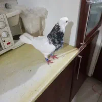 کفتر طوقی نر و ماده