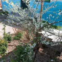 روزانه-پارکینگ-حیاط-دربست-ساعتی-چند-ساعت-شبانه