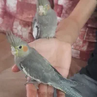 عروس هلندی مولد