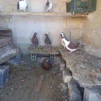 دم‌سفید|پرنده|قوچان, |دیوار