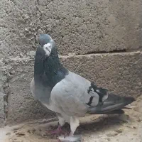 نرخرقه