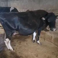 گاوآبستن