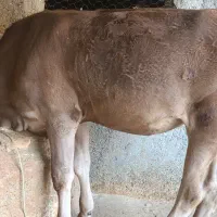 گوساله ماده هفت ماهه