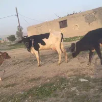 فروش گاو