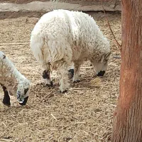 یک عدد قوچ بلوچی