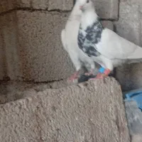 طوقی و شهری و پلاکی
