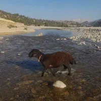 شیشک قوچ غزل و‌ هترو
