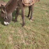 خر ماده گوسفندی آرم درجه یک