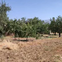 مرغداری 10 هزار قطعه ای تمام اتوماتیک بروز