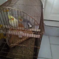دوتا عر س هلندی نر وسخنگو