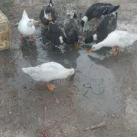 اردک