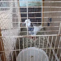 فروش حیوان خوانگی
