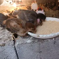 پخش جوجه۲۵روزه