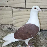 پشت گراف سرخ پر خال سیاه
