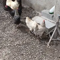 مرغ تخم گذار