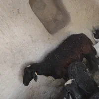 گوسفند