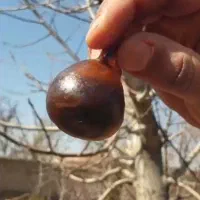 فروش  سنگ کمیاب
