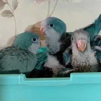 جوجه راهب آبی و تراکویس پرپوش و سرلاکی