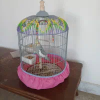 عروس هلندی