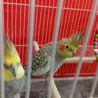 عروس هلندی نر و ماده