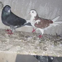 کبوتر
