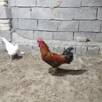 خروس
