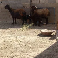 میش زایده بره نرماده بزسانن قوچ