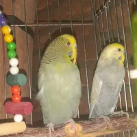 فروش جفت مرغ عشق ماده انگلیسی