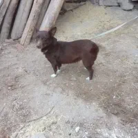 سگ پاکوتاه