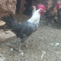 خروس