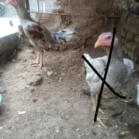 خروس لاری طوس