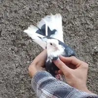 کفتر