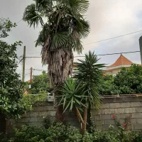 فروش گل پالم ۹ متری
