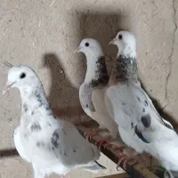 تهرانی رنگی