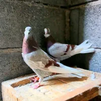 کفتر