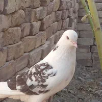 جفت تهرانی