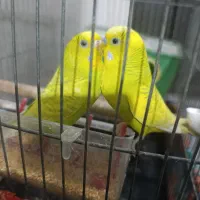 مرغ عشق