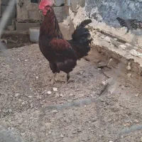 مرغ لاری و خروس محلی